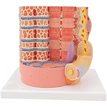 Muscle Fiber Anatomy Teaching Model,Skeletal Muscle Fiber Enlargement Model with Digital Tag, 10000 Times Magnified and High Simulation, Realistic Simulation Design and Clear Texture, for Learn