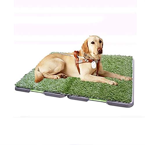 42 mejor Inodoro Para Perros Grandes en 2022 después Investigando 32