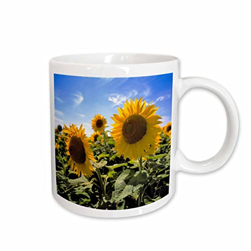 3dRose North Dakota, Sunflowers in Cass County 11oz Mug