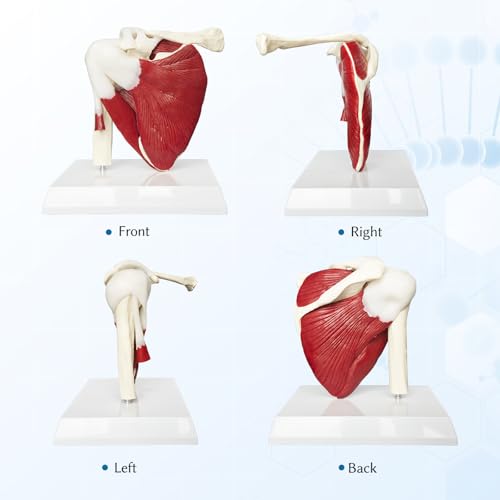Image of SFXYJ Shoulder Joint Muscled Model, 1:1 Life Size Human Body Right Shoulder Scapula Anatomy Model Joint Bone Ligaments with Removable PVC Base Product Manual for Medical Study Educational Training