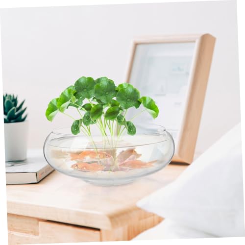 Vase en verre pour plantes vertes et décoration de table chaleureuse - 7