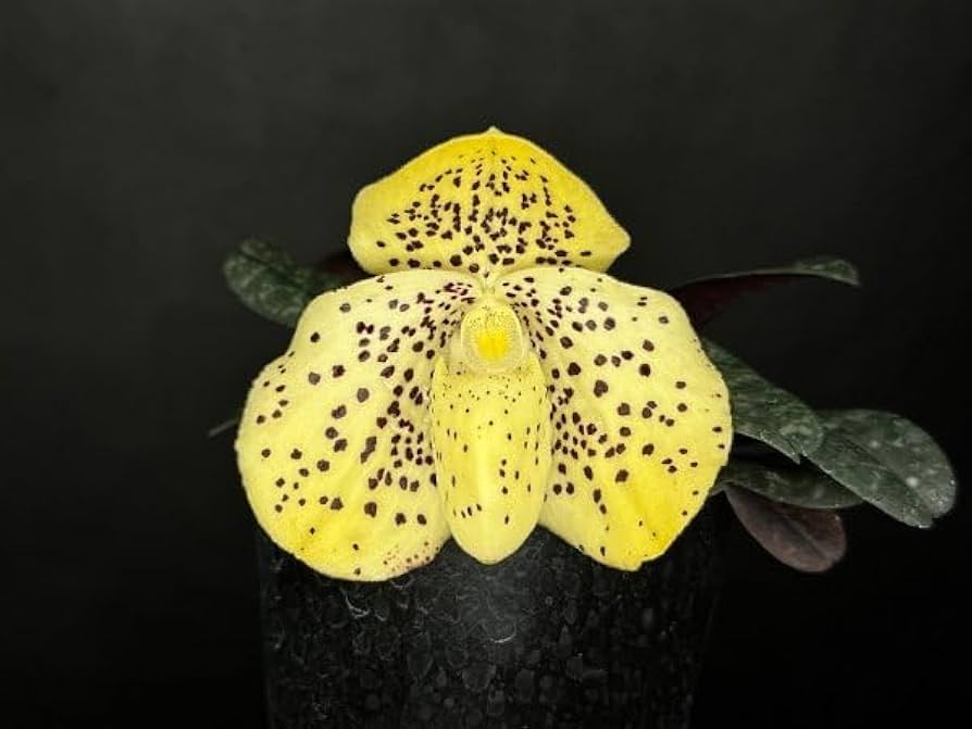 パフィオページ かなざわ世界の蘭展2005 パフィオ交配種 Kanazawa World