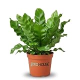 Bird's Nest Fern Asplenium Nidus in 4 Inch Pot - Indoor Air Purifying Houseplant for Low Light Spaces