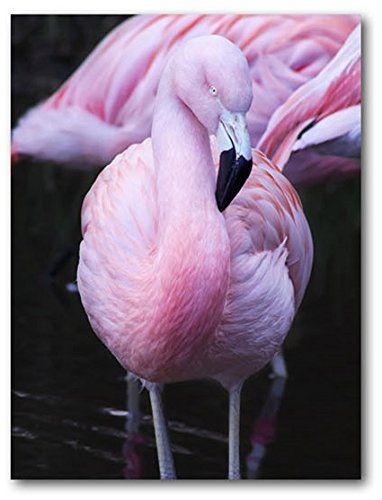 AVENUELAFAYETTE Cadre toile tableau Flamant rose - 50 x 40 cm (M2)