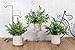 Der Rose 3 Pack Mini Potted Fake Plants Artificial Plastic Eucalyptus Plants Topiaries for Home Office Desk Farmhouse Shelf Room Bathroom Decor(Green)