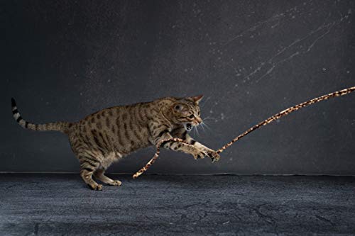 Cat Dancer Jungle Cat Wand 2 Pack, Multi Color (305),Medium Breeds #TOP2