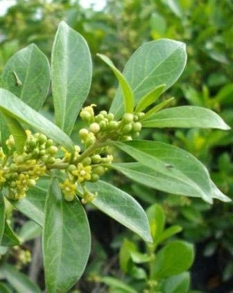 See full amazon price history chart for Gymnema sylvestre plant, gudumari, madhunashini, nagapushpi Gymnema sylvestre plant, gudumari, madhunashini, nagapushpi (B07XYFP8S3) Amazon Price History, Amazon Price Tracker