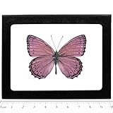 BicBugs Real Framed Butterfly Pink Purple SALLYA CRENIS PECHUELI Africa