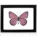 BicBugs Real Framed Butterfly Pink Purple SALLYA CRENIS PECHUELI Africa
