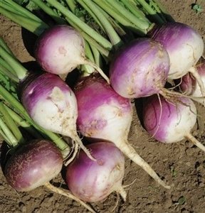 SeedRanch Turnip Seed Purple Top White Globe - 10 Lbs.