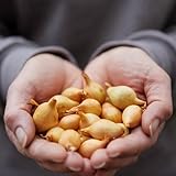 Wintersteckzwiebeln Sturon (500 gr) - Steckzwiebeln Winterhart - Hoher Qualität aus Holland (kein Samen) - Mild scharfe Gemüsezwiebel - Steckzwiebel größe 14-21 mm