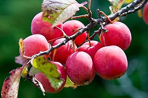 100pcs Seeds of Prunus Americana, Wild Plum, American Plum