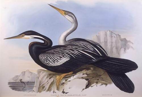 Affiche oiseau australien John Gould grand format pour décoration murale salon et bureau
