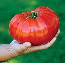 Generic TOMATO - GIGANTOMO F1-12 Larger Seeds - Bigger Worlds Beefstein