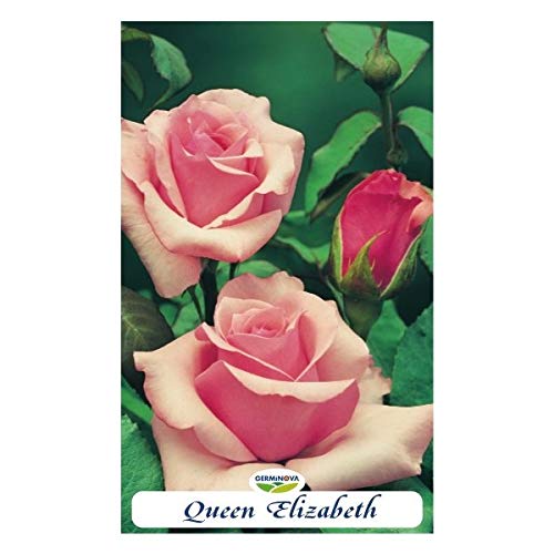 Rosal grandiflora color Rosa - Queen Elisabeth en bolsa (en cepellón)