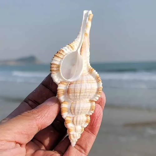 Conque 6 à 8 cm pour décoration de mariage et fêtes de plage - 3