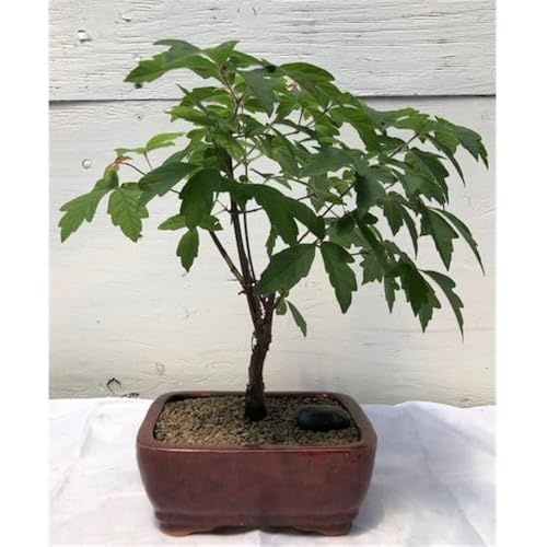 Paperbark Maple Bonsai Tree - Acer Griseum