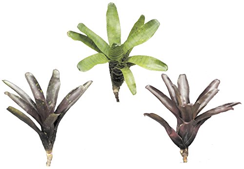 Allterra Bromelia's 3-delige mix, ongepot, bromelia's - Afbeelding 3