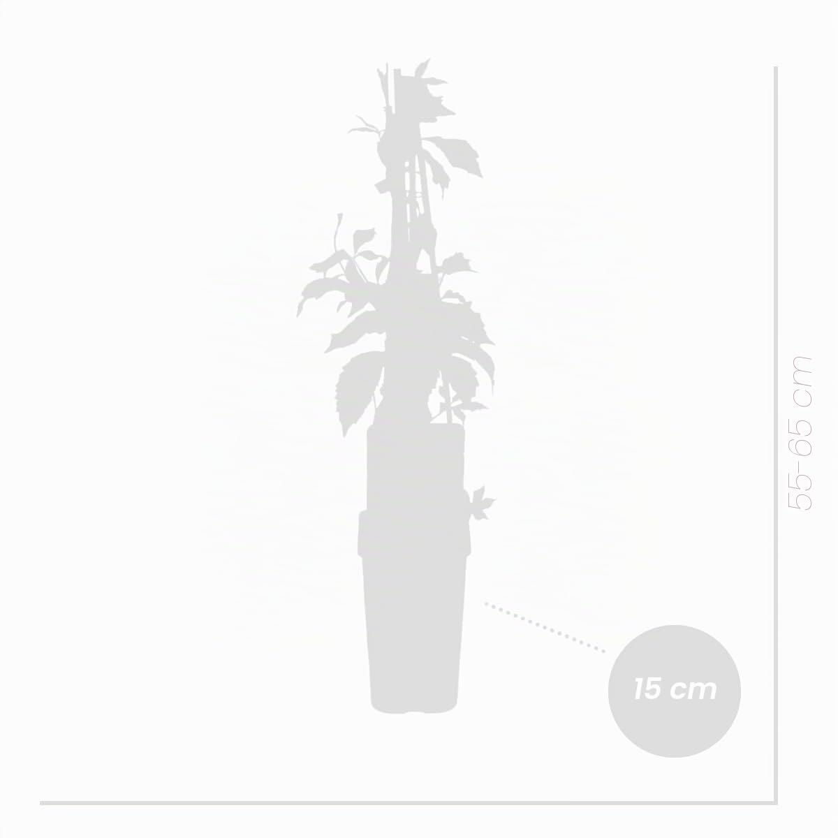 Bloomique - Set di 2 - Parthenocissus quinquefolia ‘Engelmannii’ - Vite americana - Rampicante - Resistente al freddo - Alte 50-70 cm - Vaso 15 cm