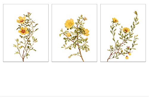 Vintage Flower Wall Art Decor - Nature Wall Art Print - Yellow Rose Botanical Prints - Floral Illustration - Plant Poster - Set of 3 Prints - 8x10 each - Unframed