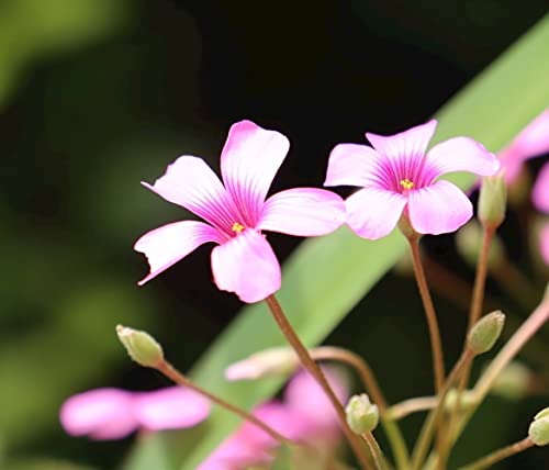 Green Shamrock Bulbs 15 Luck Oxalis Bulbs to Plant, Easy to Grow Indoors Outside The Novice Gardener's Choice