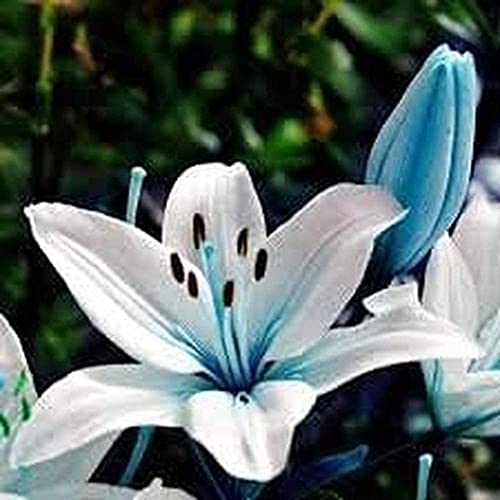 Exotische Blumen 2 Stück Lilienzwiebeln seltener orientalischer Art