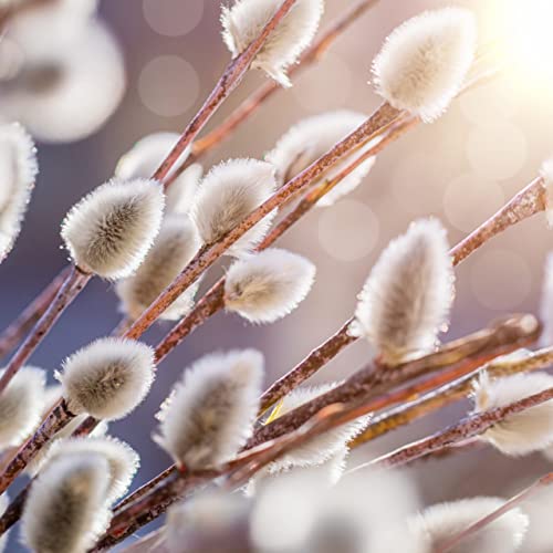 Genesis 28 - 33 (Re-run)