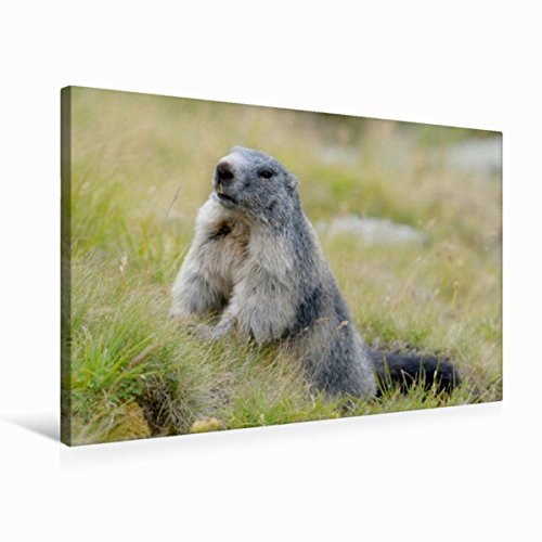 Produkt Bild Nr. 10
