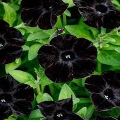 100 pièces de graines de fleurs de pétunia