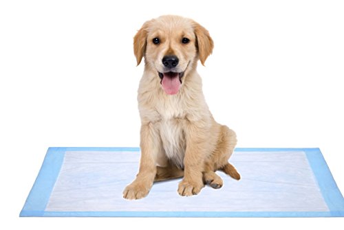 Blue Hospital Pads 25 Count (Size 23 X 36 Inch) - Disposable Underpad - Bed And Chair Incontinence Protector Pad For Adult, Child, Or Pets - Absorbent Waterproof Chux By Brightcare #TOP5