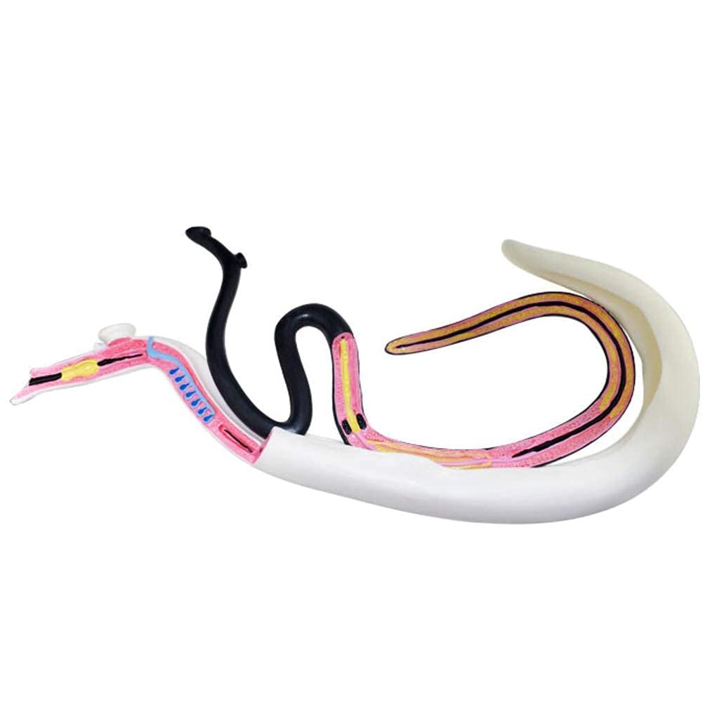 ERNZI Modello di Schistosomiasi, Modello di Anatomia delle Risorse di Apprendimento Biologico, Materiale in PVC Modello di Animale Speciale per La Formazione Medica