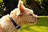 Schnüffelfreunde Halsband für Hunde aus Leder, Hundehalsband für den großen, mittleren und kleinen Hund, Lederhalsband gepolstert, robust (L - 36-45cm, Schwarz)