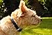 Schnüffelfreunde Halsband für Hunde aus Leder, Hundehalsband für den großen, mittleren und kleinen Hund, Lederhalsband gepolstert, robust (L - 36-45cm, Schwarz)