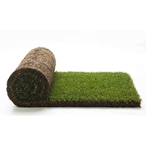 Echt gazon, klaar op rollen van 10 m², 1e keuze uit natuurlijk gras, geen kunstgras (20 rollen) voor de tuin