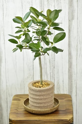 アクアプラントポット® 円M 植木鉢 フランスゴムの木(2101)