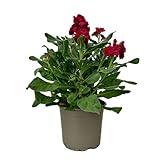 DECOALIVE Alheli Flor Natural Planta Viva en Maceta para Decorar el Hogar