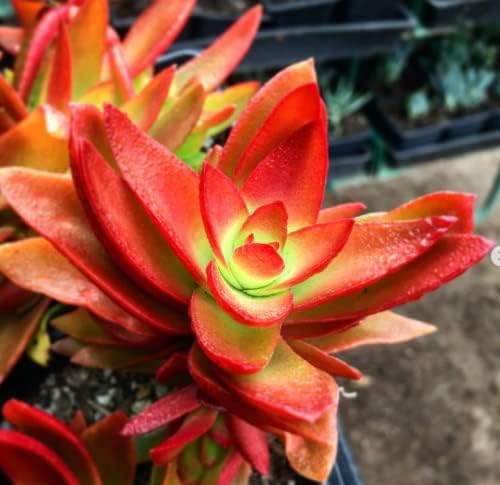 Crassula Campfire Live Succulent Plant with Plastic Pot (1)-image-35