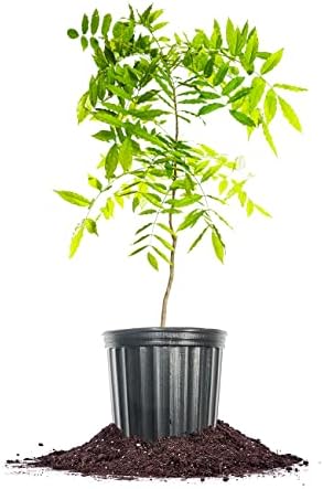 PERFECT PLANTS Amethyst Falls Wisteria Vine 1 Gallon | Live Shrub for Outdoor Planting | Fast Growing Vines for Trellis or Fence | Beautiful Purple Flowers During Spring & Summer