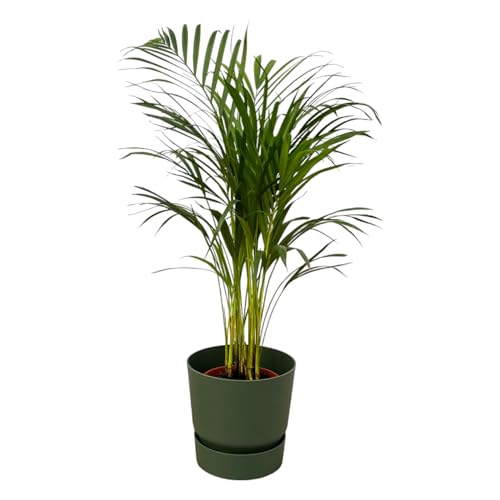 Palma Areca incluso Greenville Verde tondo - 75-85cm - Ø19cm - Pianta d'appartamento - Set completo - Pianta con vaso