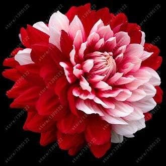 Amazon Co Jp 100個 袋ダリアダリア種子魅力的な盆栽の種 ないダリア種子 は 高発芽家庭菜園鉢植えの種子23 ホーム キッチン