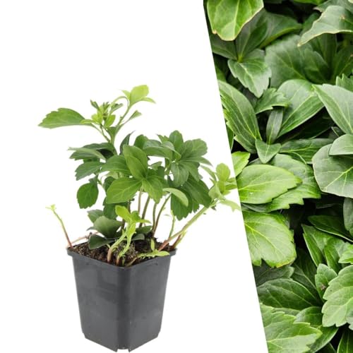 Plants by Frank | 12 Plantes de pachysandre du japon | Pachysandra terminalis | Couvre-sol rustique | Plantes vivaces | Bordure, plantation en groupe et sous-bois | Plantes d’extérieur | Jardin