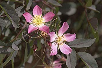 Potseed Rosa rubrifolia (Red Leaved Rose) Rose Distinctive. Grande per Hedges - 40 Semi