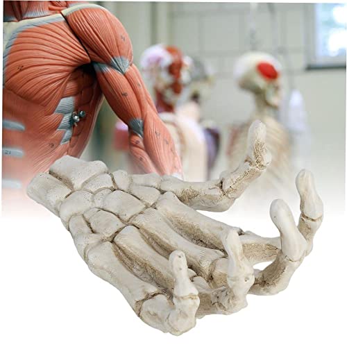 Halloween Decorations - Skeleton Props For Teaching Aids: Lightweight Hard- Aluminum Bone Decor With Ornaments Skeleton Hand Ornaments As Tool Brackets #TOP5