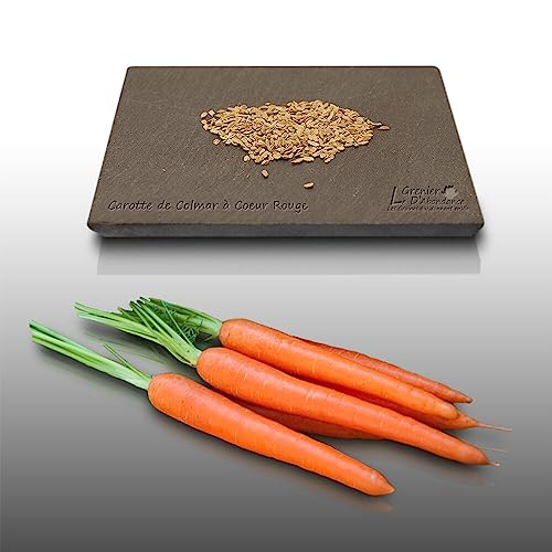 500 graines à semer - Le Grenier d'Abondance - CAROTTE De Colmar à coeur rouge - Daucus Carota