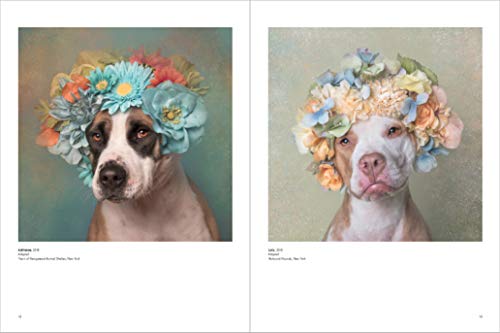 Pit Bull Flower Power