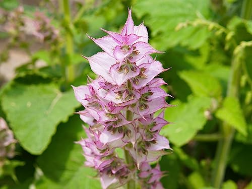 Essences Bulgaria Organic Clary Sage Floral Water 4.7 Fl Oz | 140Ml | 100% Natural, Spray For Face, Body, Hair, Anti-Age Refreshing Beauty Mist | Makeup Remover | Alcohol-Free | Hydrating | Vegan #TOP3