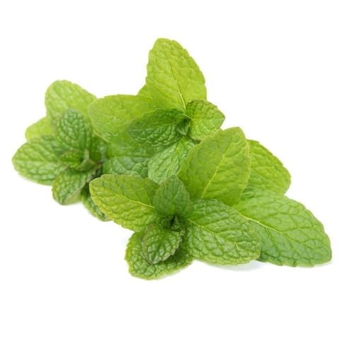 Semillas de menta marroquí, Plantas de balcón resistentes cobertura del suelo, perenne resistente, plantas verdes semillas organicas semillas de plantas semillas de hortalizas planta 1000pcs