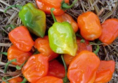 Pcs - 10x Pepper Habanero Paprika Chilli Vegetables Garden Plants - Seeds K288 & Plants Shop by Ipsa