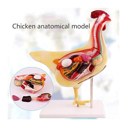 Modelo de pollo anatómico desmontable con órganos internos y esqueleto 3