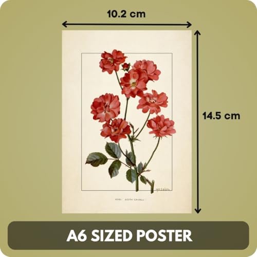 Image of Vintage Botanical Art Prints - Set of 40 Mini Posters (15x10 cm Each) | Floral Wall Art Kit | Aesthetic Botanical Prints for Gallery Wall, Bedroom, Study, Living Room | Unframed Nature-Themed Decor (A 007)